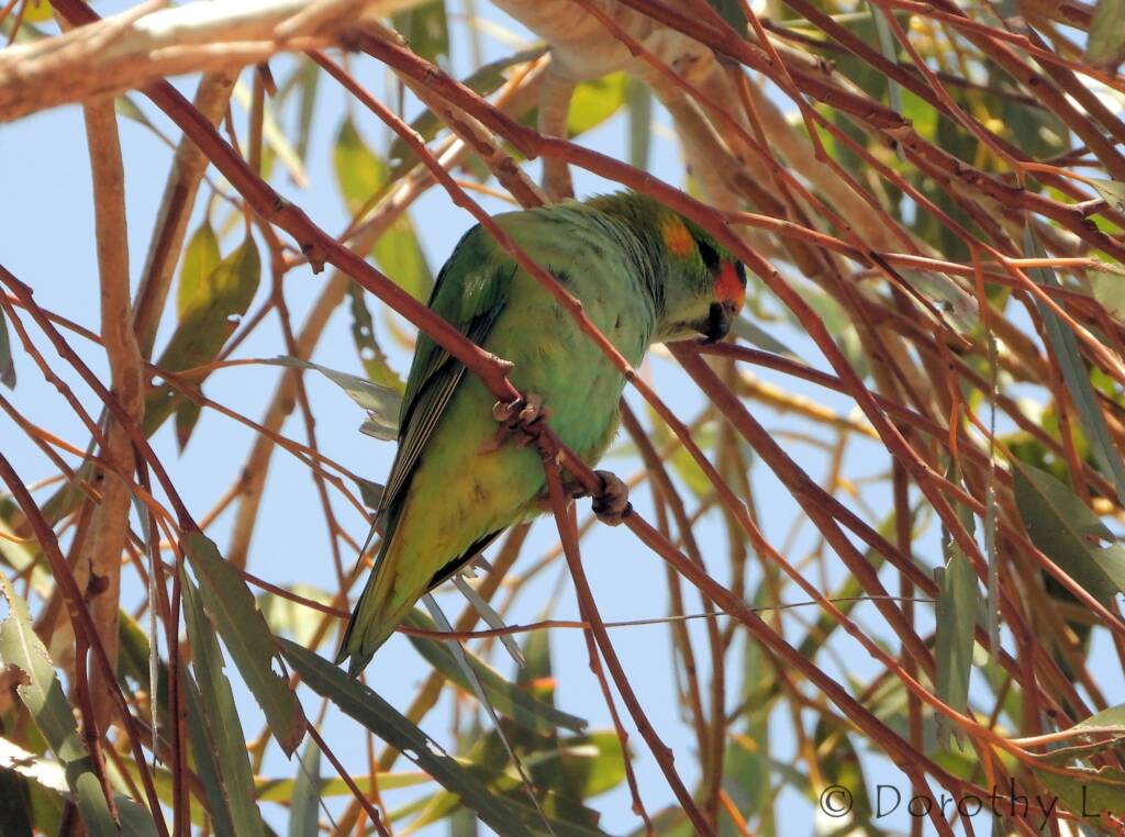 Purple-crowned Lorikeet (Parvipsitta porphyrocephala)