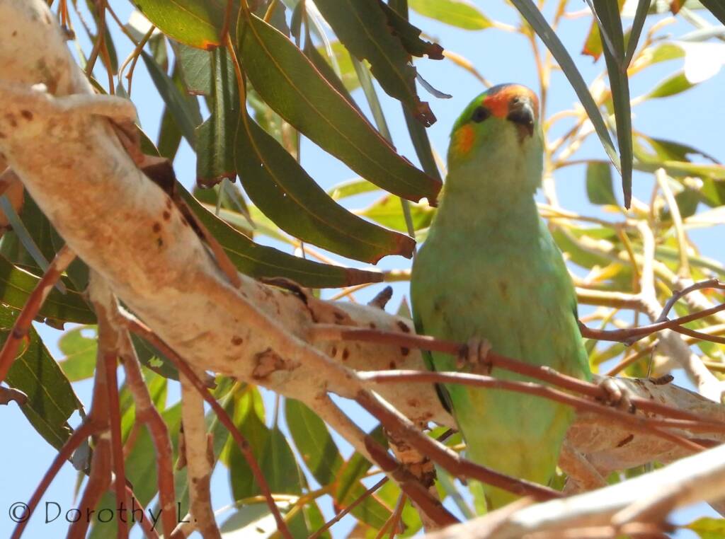 Purple-crowned Lorikeet (Parvipsitta porphyrocephala)