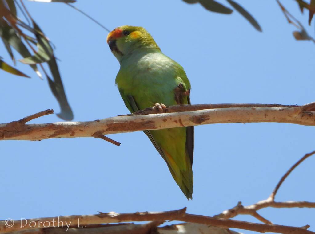Purple-crowned Lorikeet (Parvipsitta porphyrocephala)