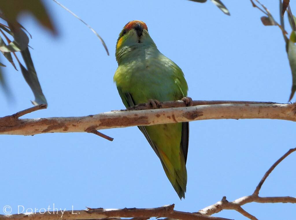 Purple-crowned Lorikeet (Parvipsitta porphyrocephala)