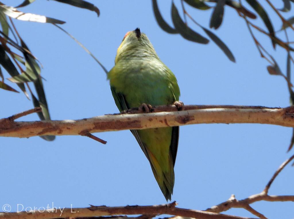 Purple-crowned Lorikeet (Parvipsitta porphyrocephala)