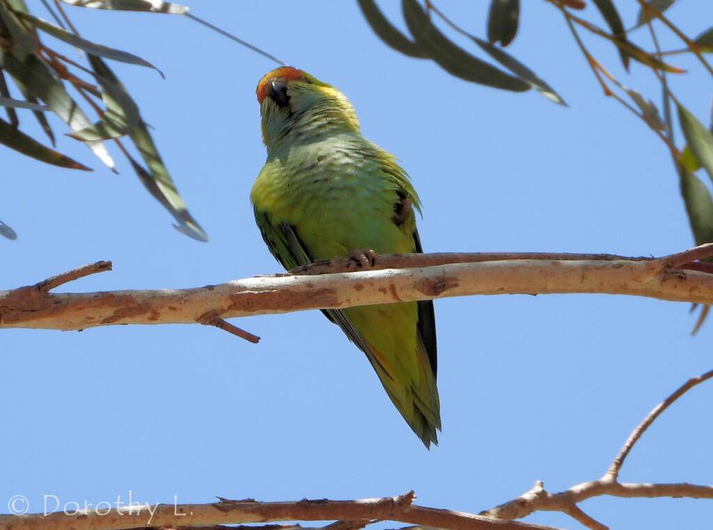 Purple-crowned Lorikeet (Parvipsitta porphyrocephala)