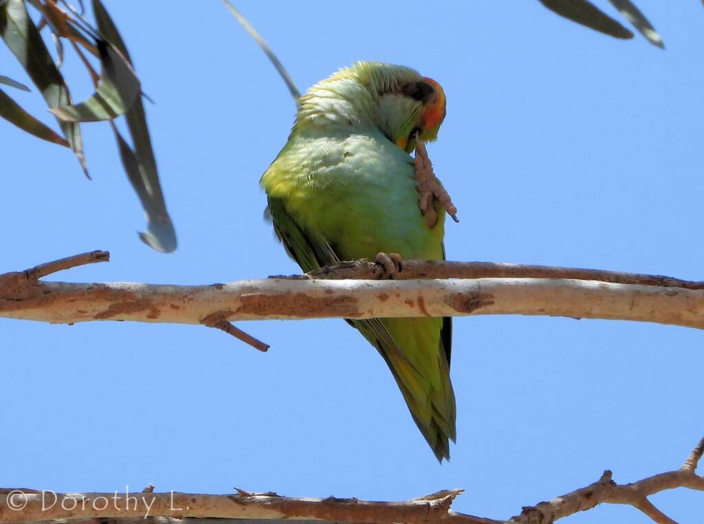 Purple-crowned Lorikeet (Parvipsitta porphyrocephala)