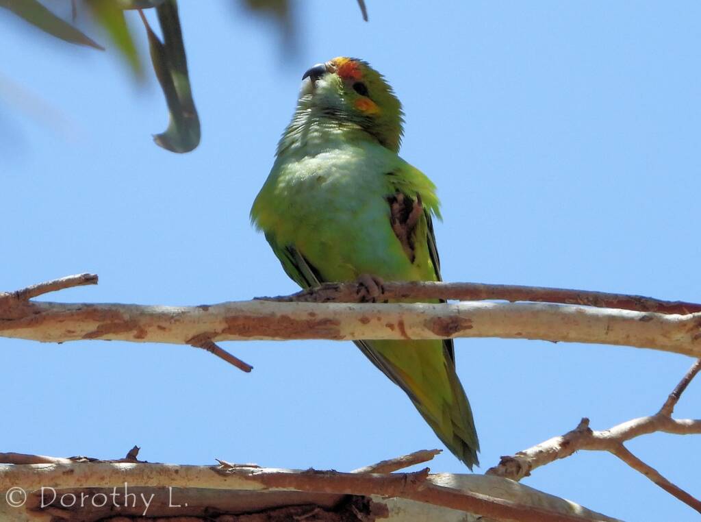 Purple-crowned Lorikeet (Parvipsitta porphyrocephala)