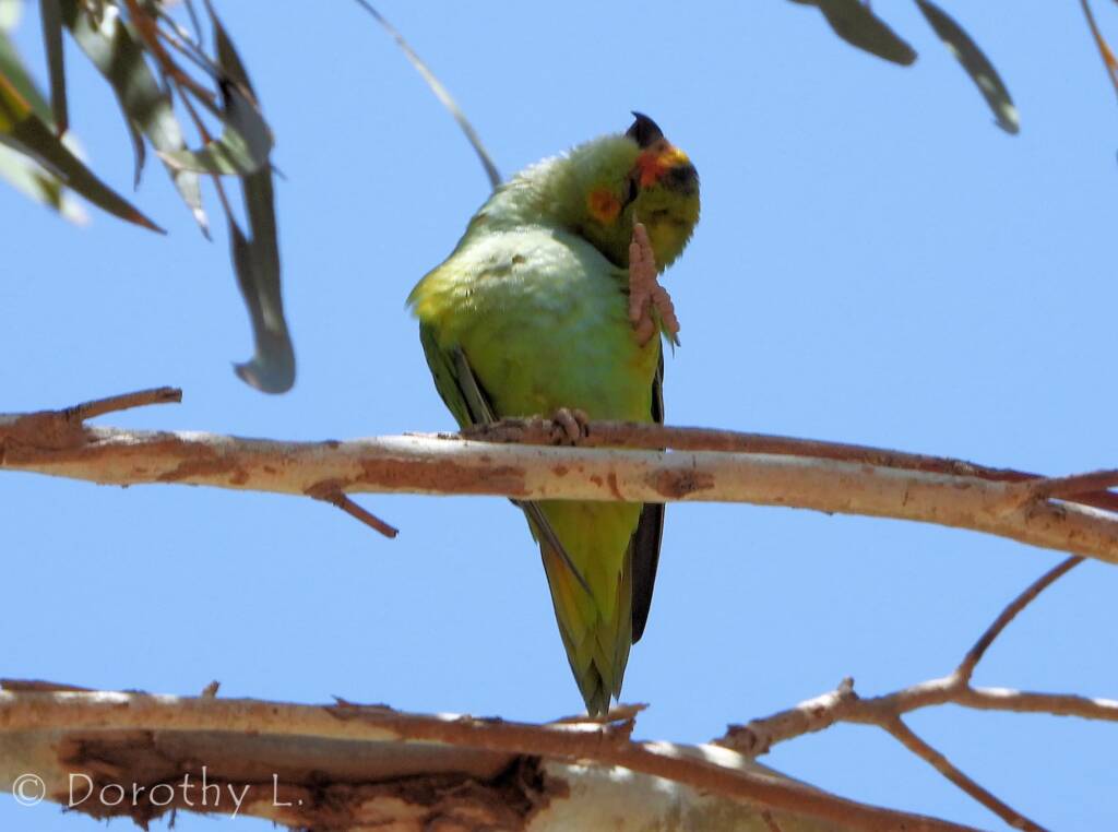 Purple-crowned Lorikeet (Parvipsitta porphyrocephala)