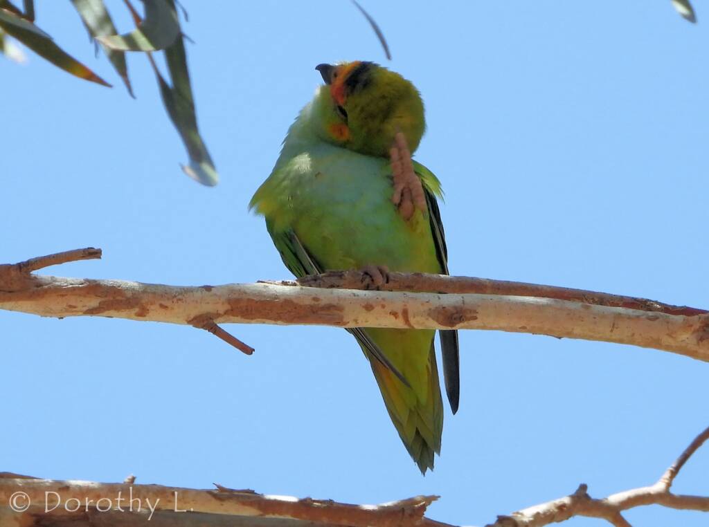 Purple-crowned Lorikeet (Parvipsitta porphyrocephala)