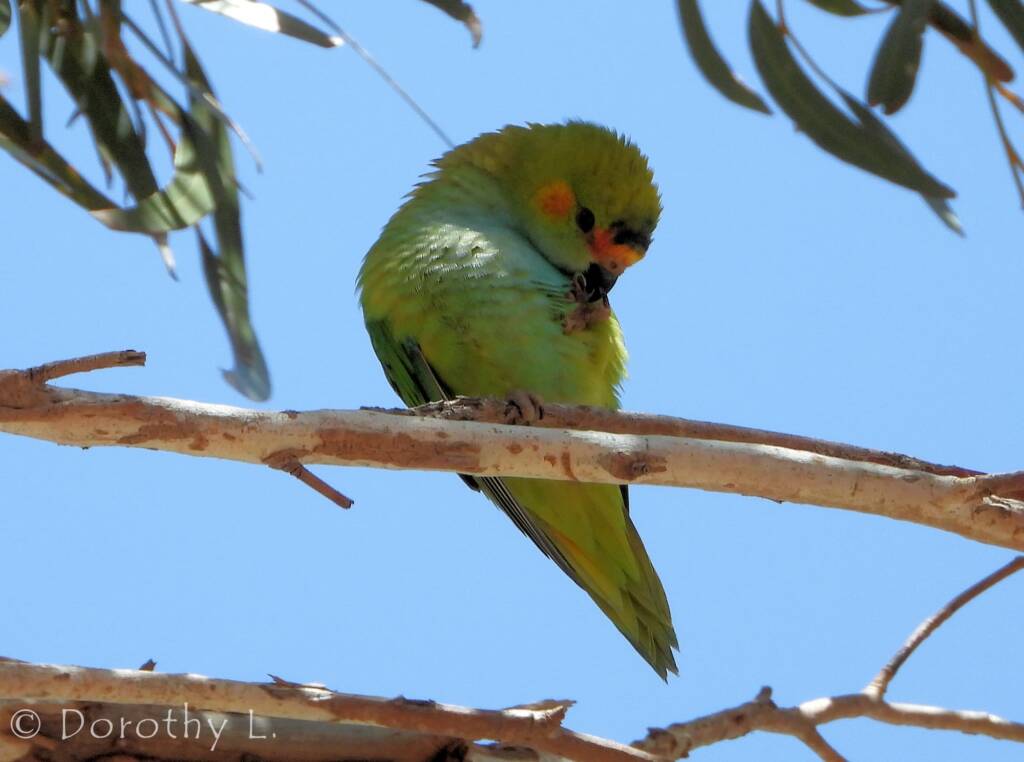 Purple-crowned Lorikeet (Parvipsitta porphyrocephala)