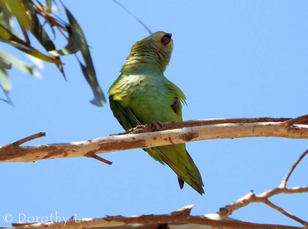 Purple-crowned Lorikeet (Parvipsitta porphyrocephala)