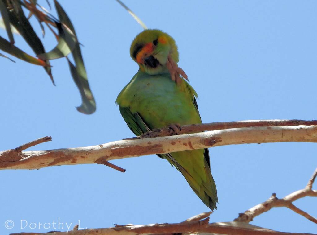 Purple-crowned Lorikeet (Parvipsitta porphyrocephala)