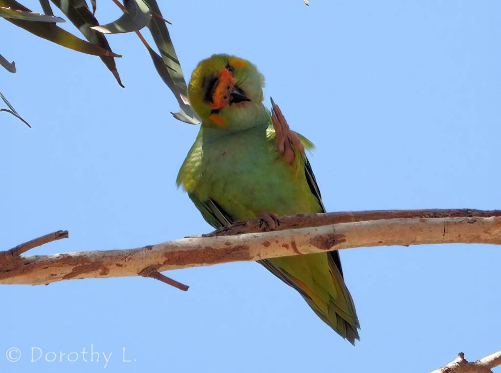 Purple-crowned Lorikeet (Parvipsitta porphyrocephala)