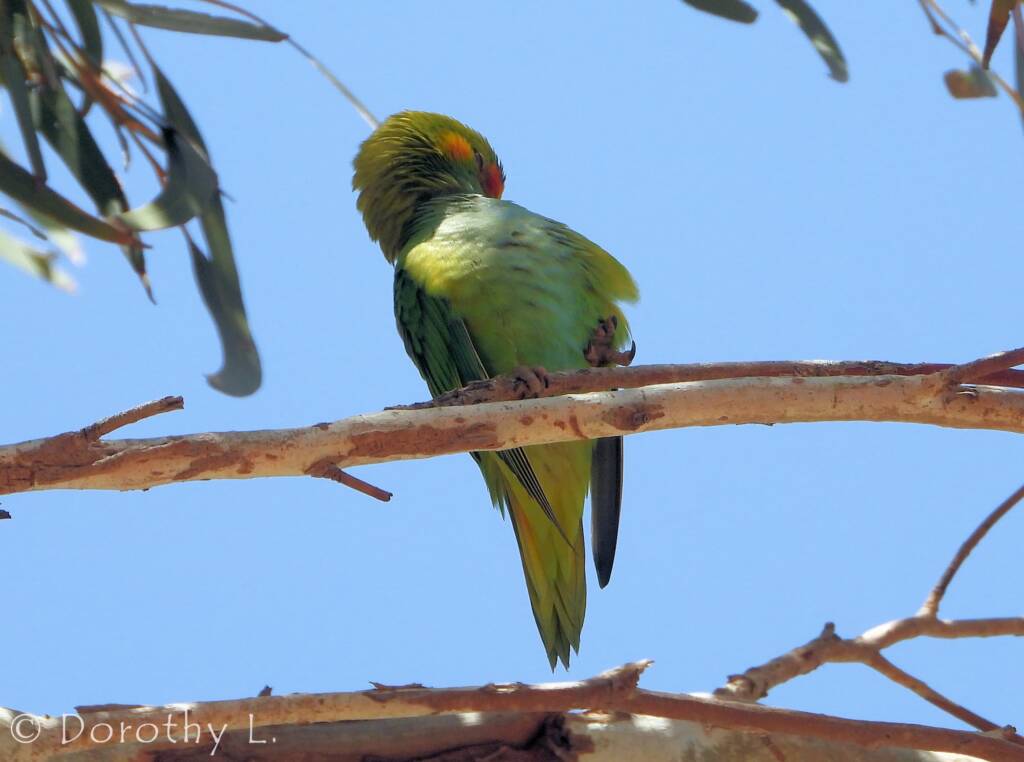Purple-crowned Lorikeet (Parvipsitta porphyrocephala)