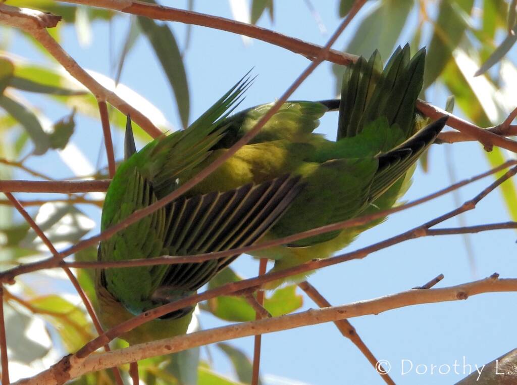 Purple-crowned Lorikeet (Parvipsitta porphyrocephala)