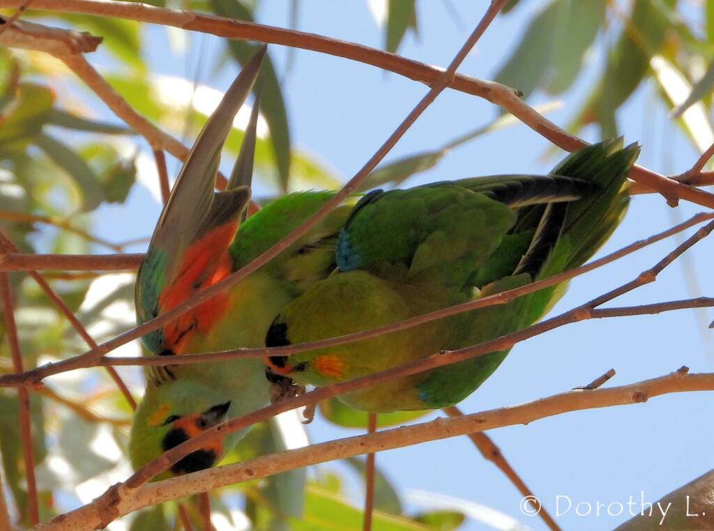 Purple-crowned Lorikeet (Parvipsitta porphyrocephala)