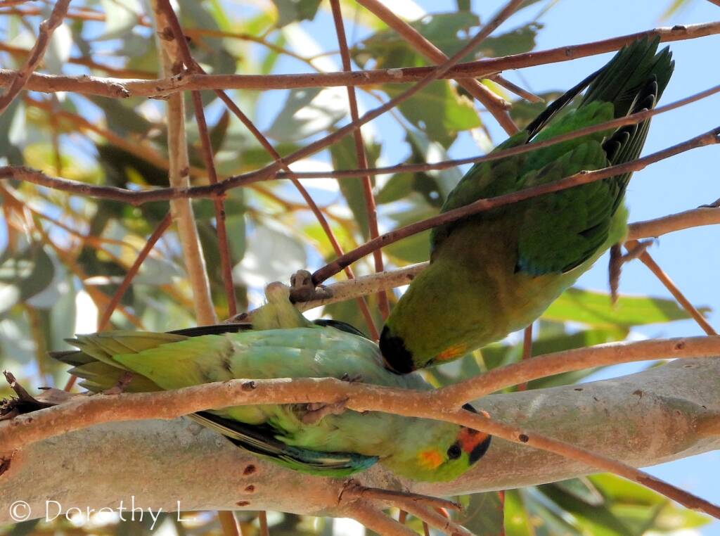 Purple-crowned Lorikeet (Parvipsitta porphyrocephala)