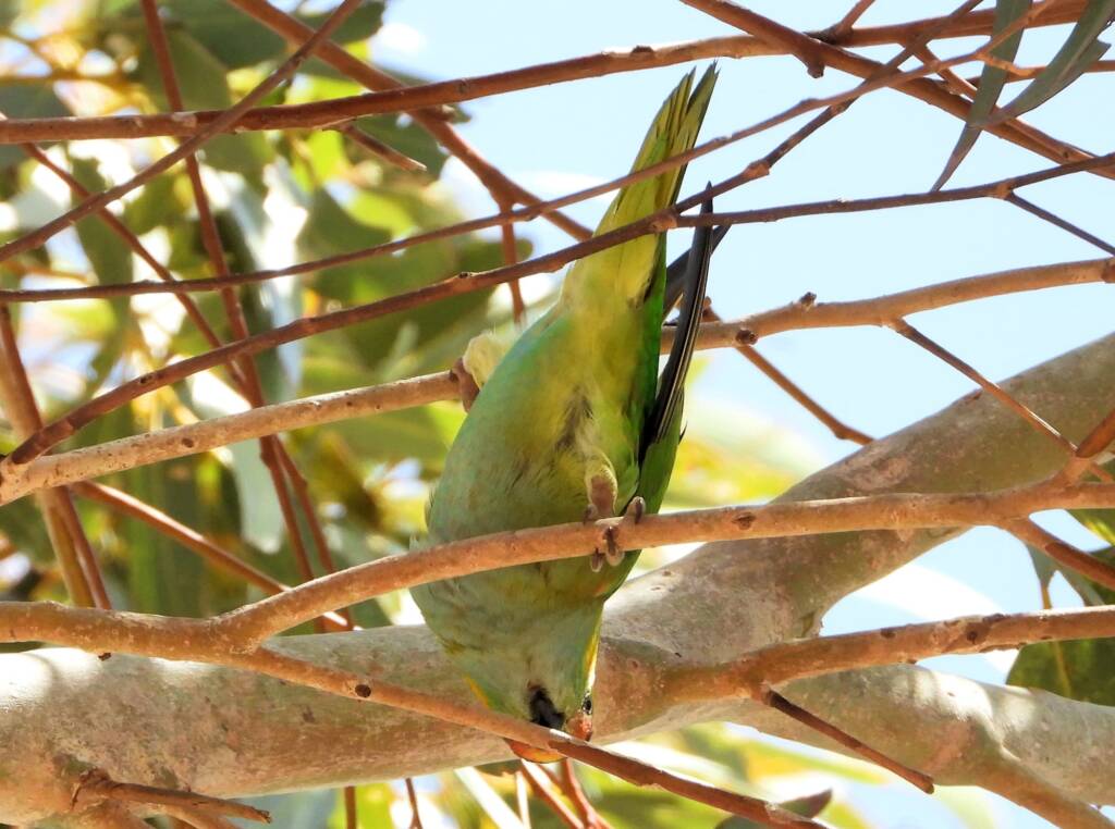 Purple-crowned Lorikeet (Parvipsitta porphyrocephala)