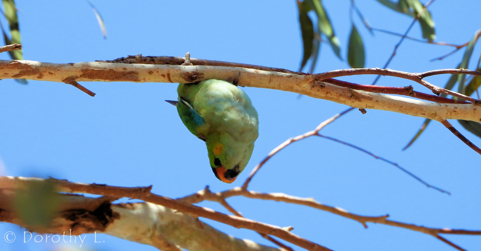 Purple-crowned Lorikeet (Parvipsitta porphyrocephala)