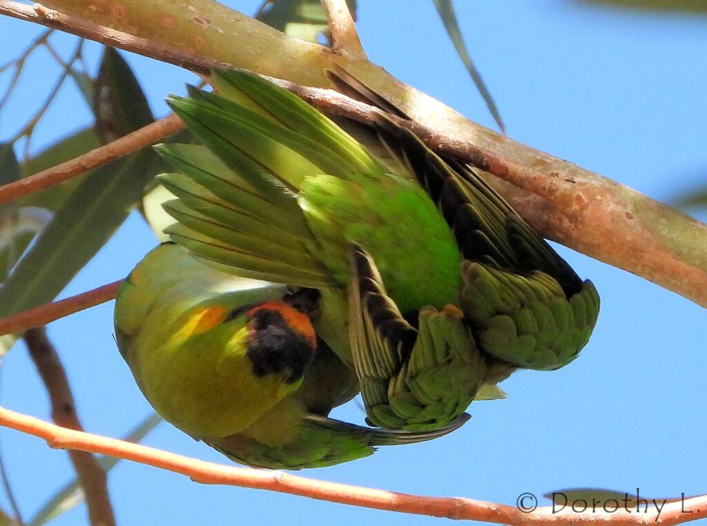 Purple-crowned Lorikeet (Parvipsitta porphyrocephala)