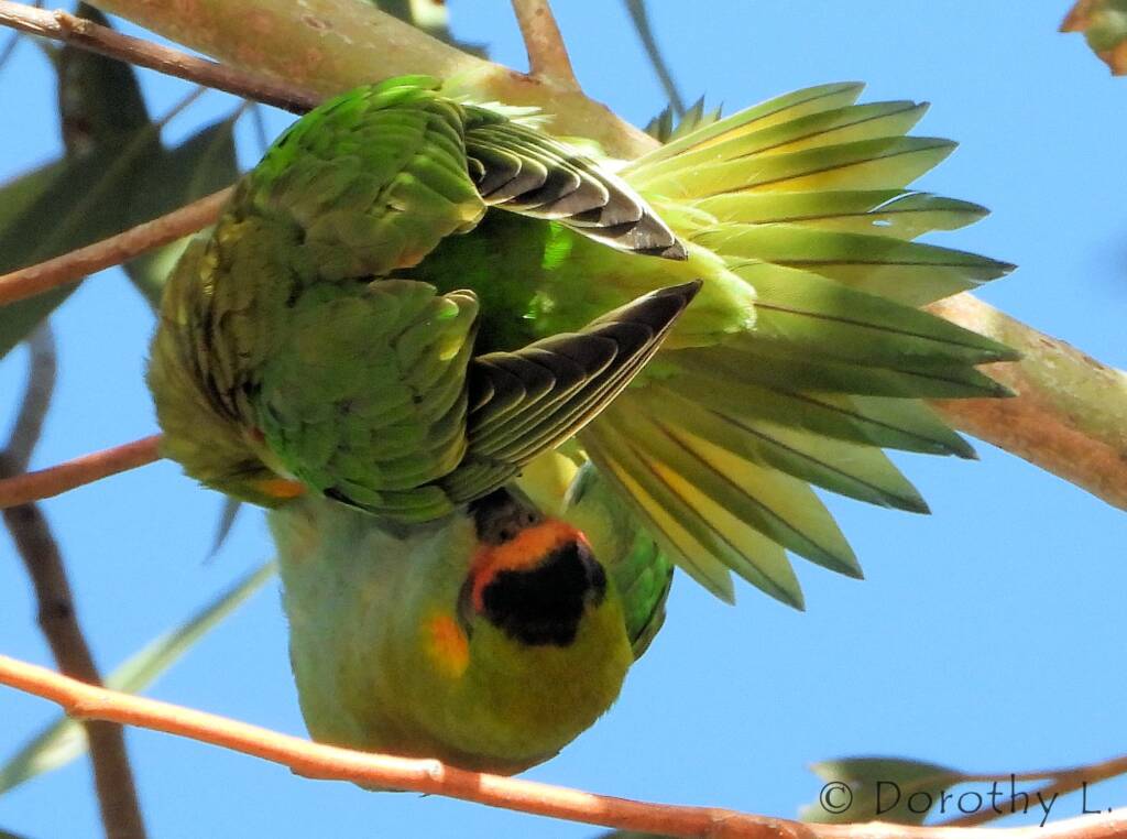 Purple-crowned Lorikeet (Parvipsitta porphyrocephala)