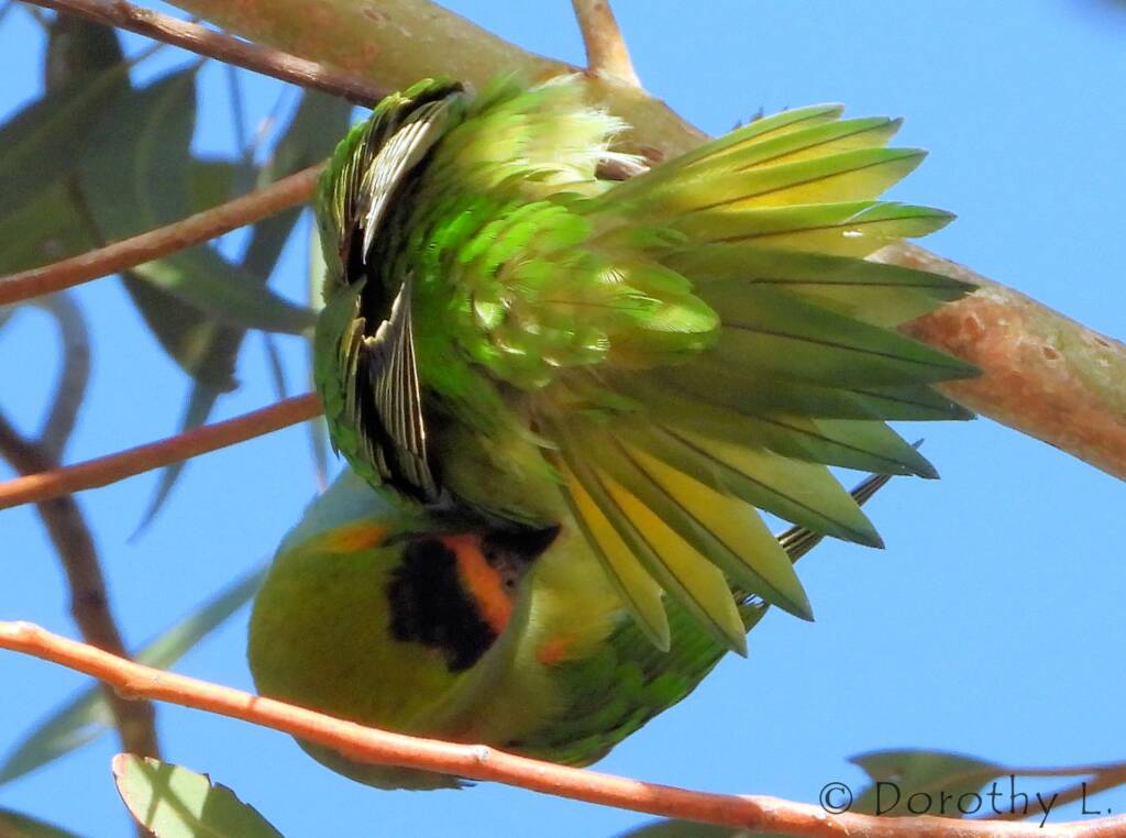 Purple-crowned Lorikeet (Parvipsitta porphyrocephala)