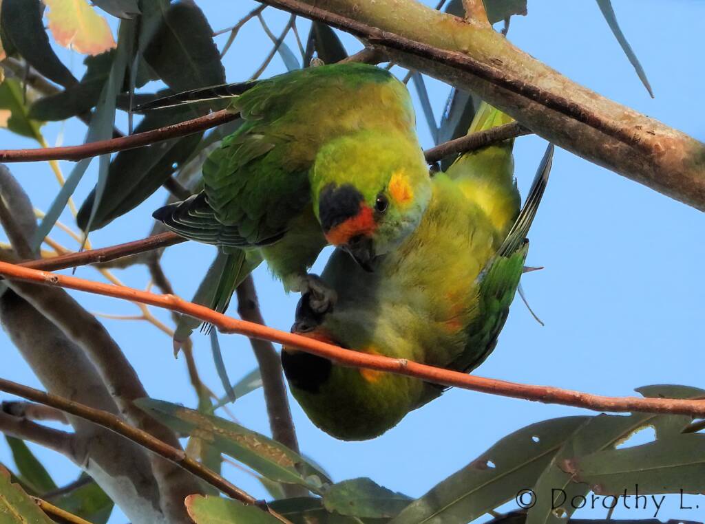 Purple-crowned Lorikeet (Parvipsitta porphyrocephala)