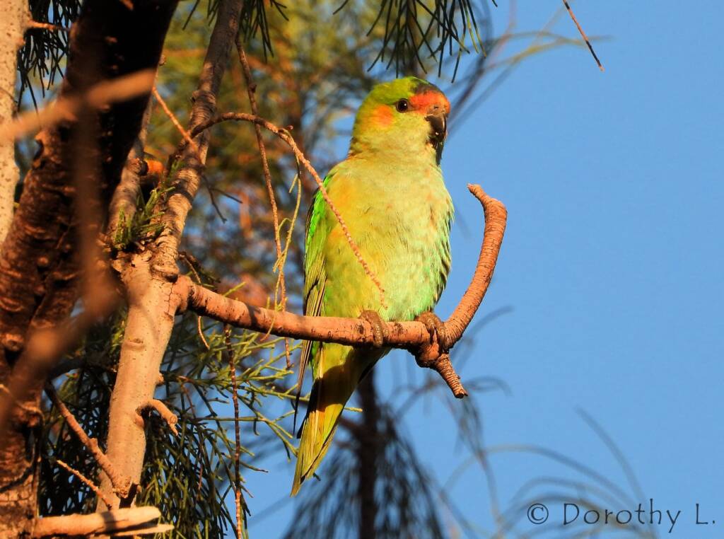 Purple-crowned Lorikeet (Parvipsitta porphyrocephala)