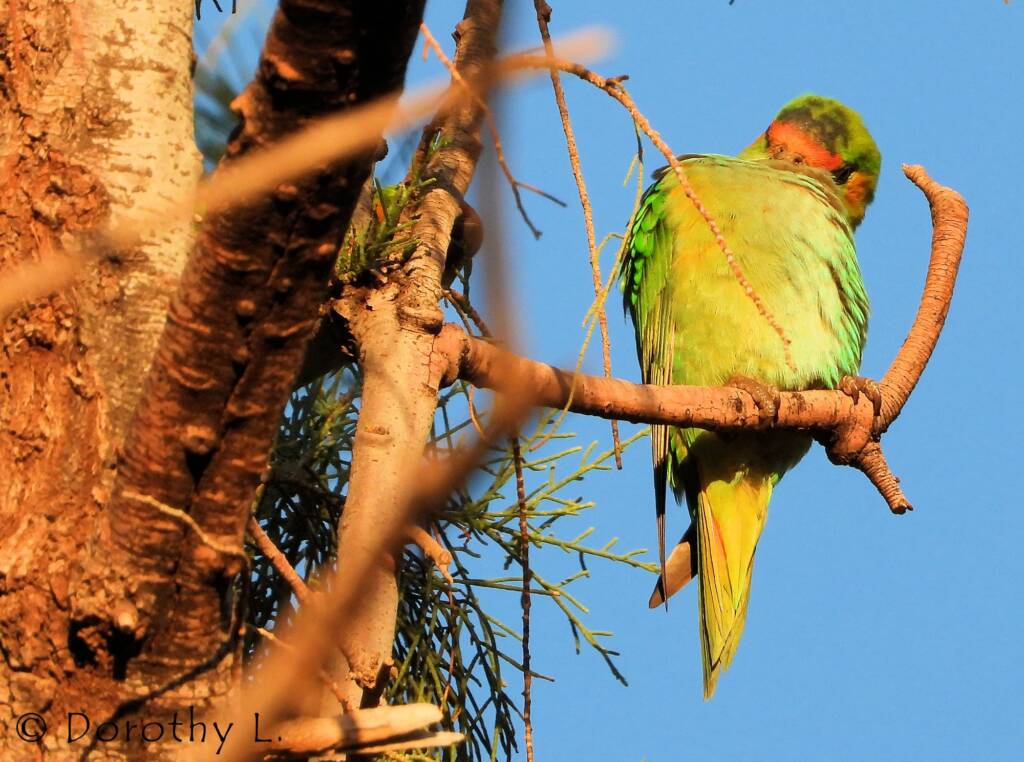 Purple-crowned Lorikeet (Parvipsitta porphyrocephala)