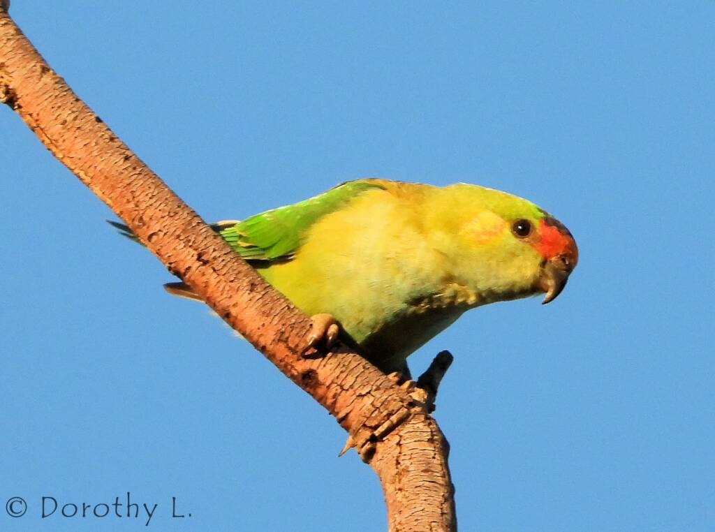 Purple-crowned Lorikeet (Parvipsitta porphyrocephala)
