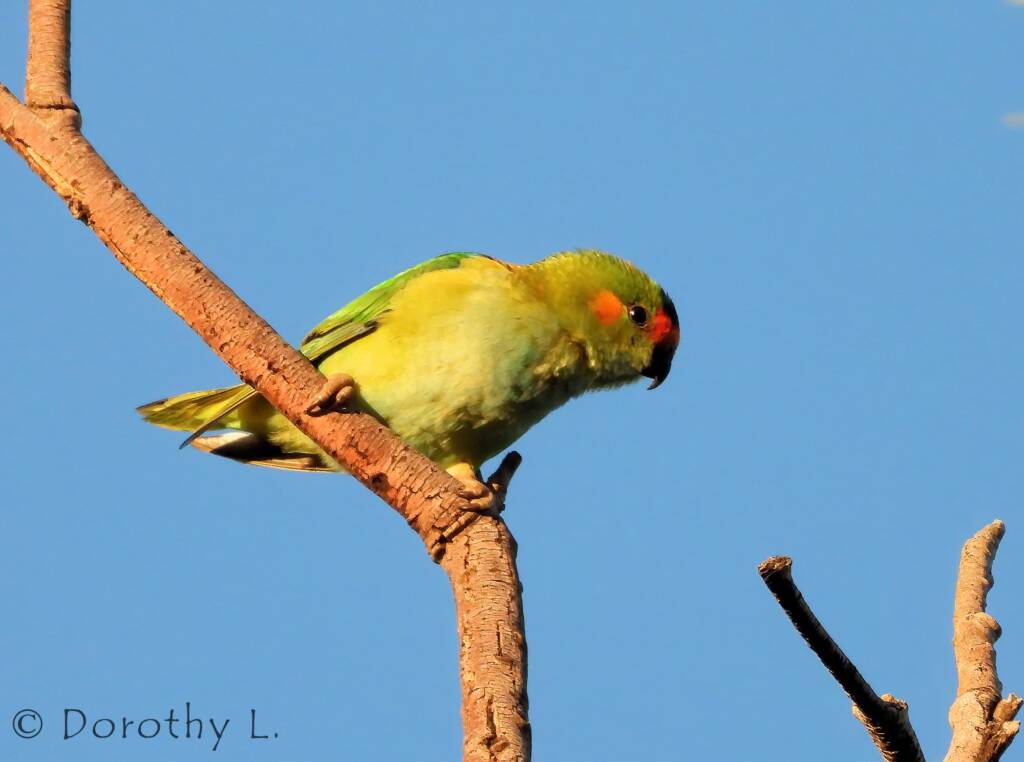 Purple-crowned Lorikeet (Parvipsitta porphyrocephala)