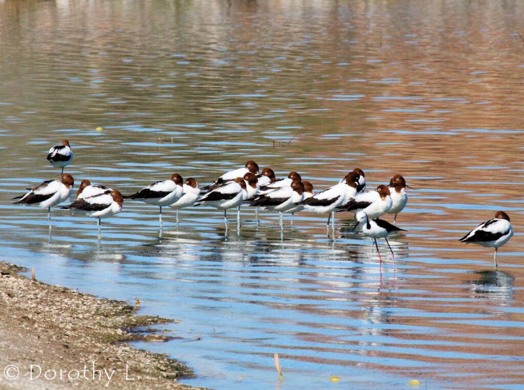 Red-necked Avocets (Recurvirostra novaehollandiae)