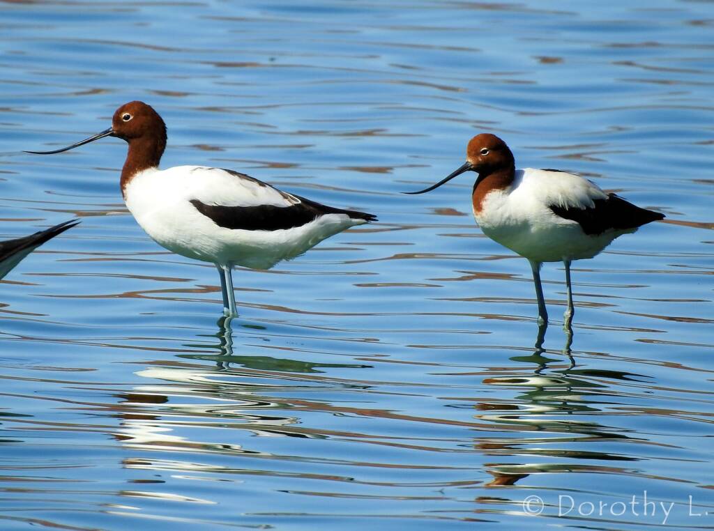 Red-necked Avocets (Recurvirostra novaehollandiae)