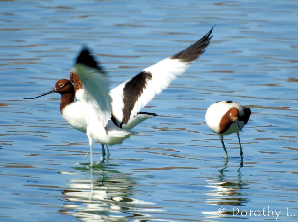 Red-necked Avocets (Recurvirostra novaehollandiae)