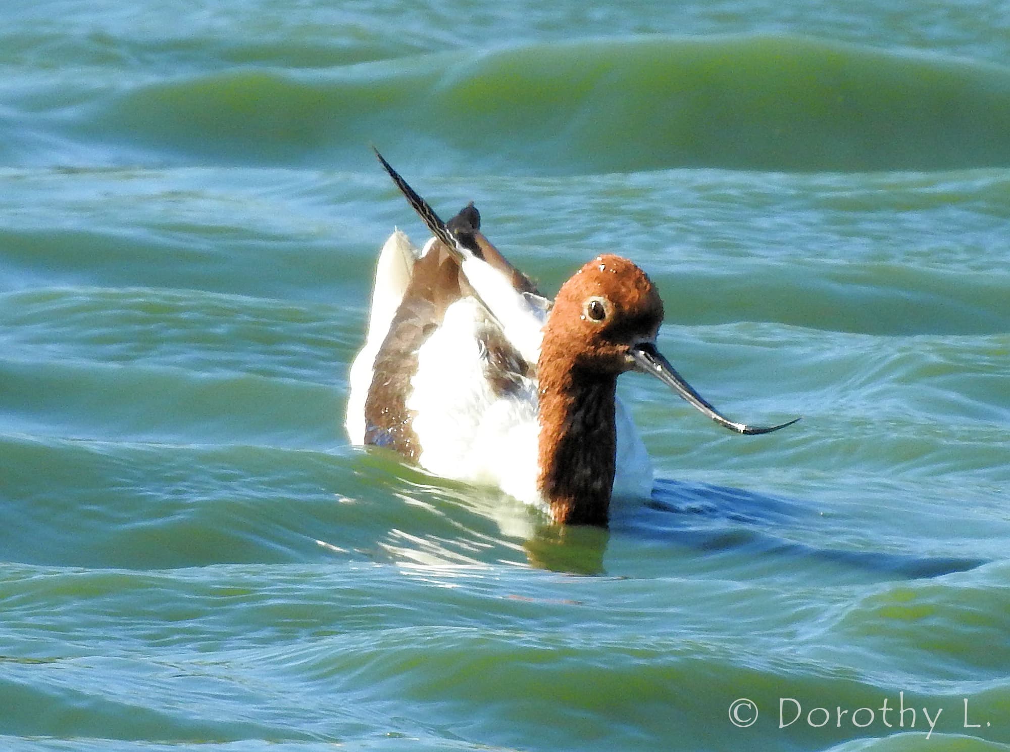 Red-necked Avocet (Recurvirostra novaehollandiae)