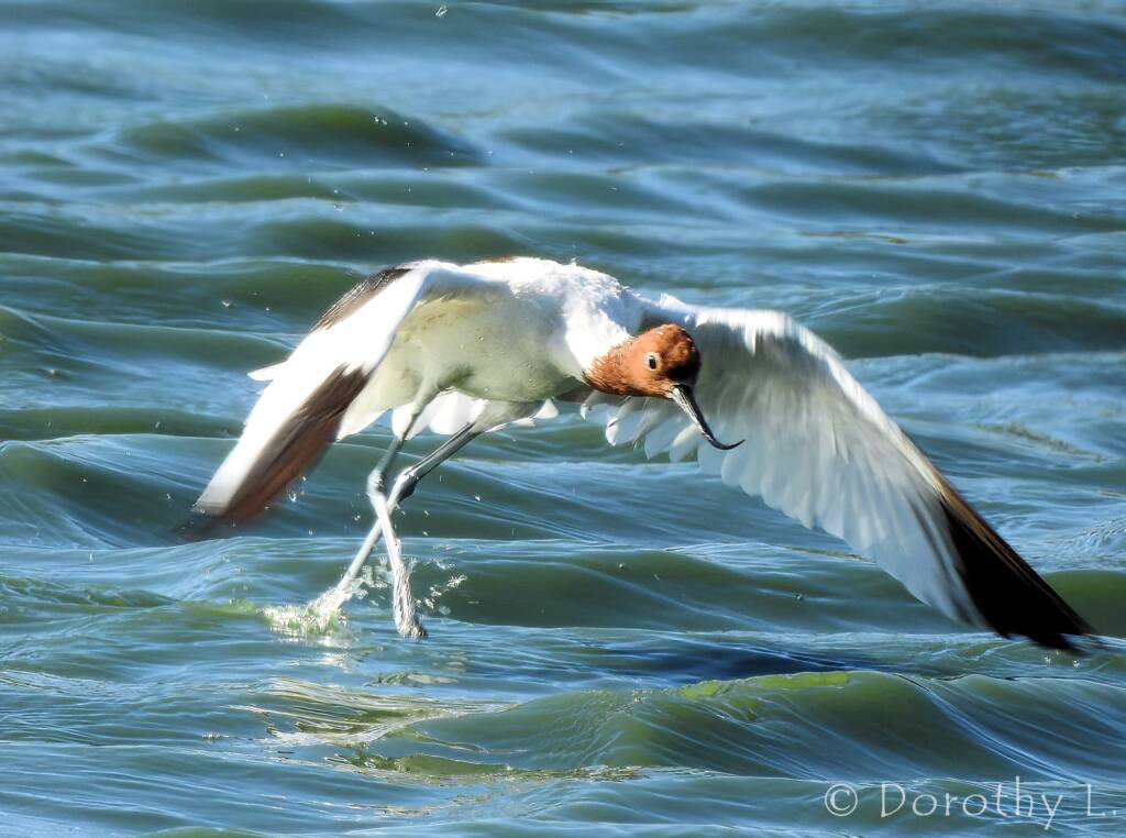 Red-necked Avocet (Recurvirostra novaehollandiae)