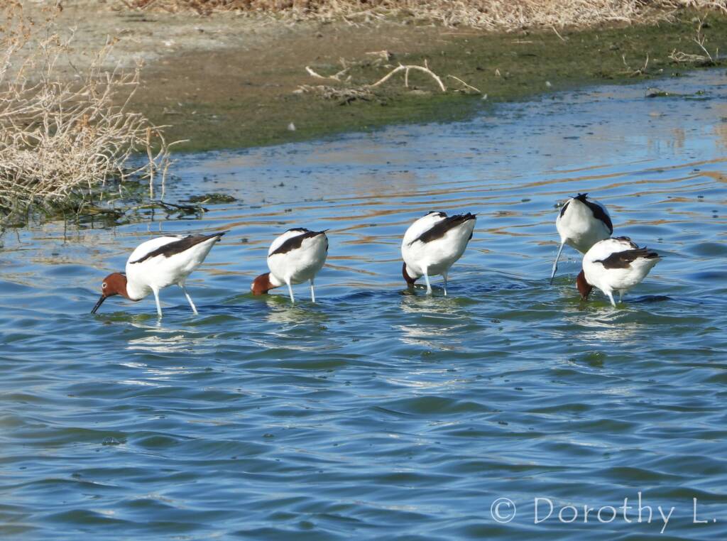 Red-necked Avocet (Recurvirostra novaehollandiae)