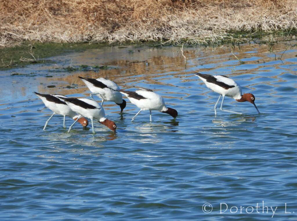 Red-necked Avocet (Recurvirostra novaehollandiae)