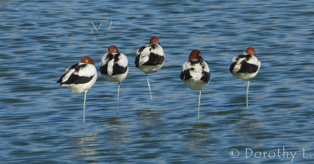 Red-necked Avocet (Recurvirostra novaehollandiae)
