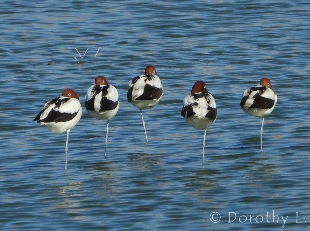 Red-necked Avocet (Recurvirostra novaehollandiae)