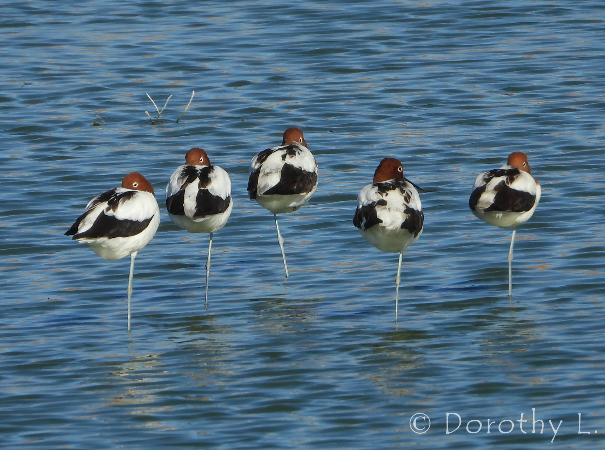 Red-necked Avocet (Recurvirostra novaehollandiae)