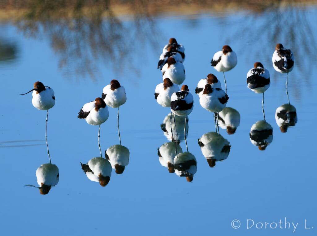Red-necked Avocets (Recurvirostra novaehollandiae)