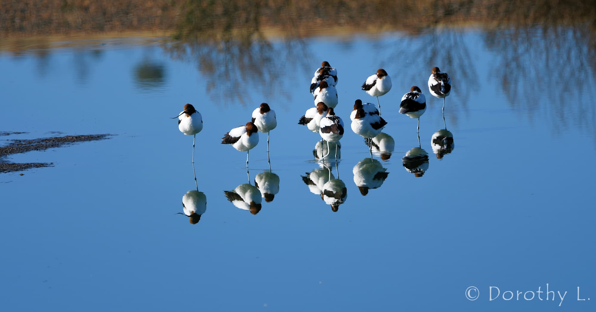 Red-necked Avocets (Recurvirostra novaehollandiae)