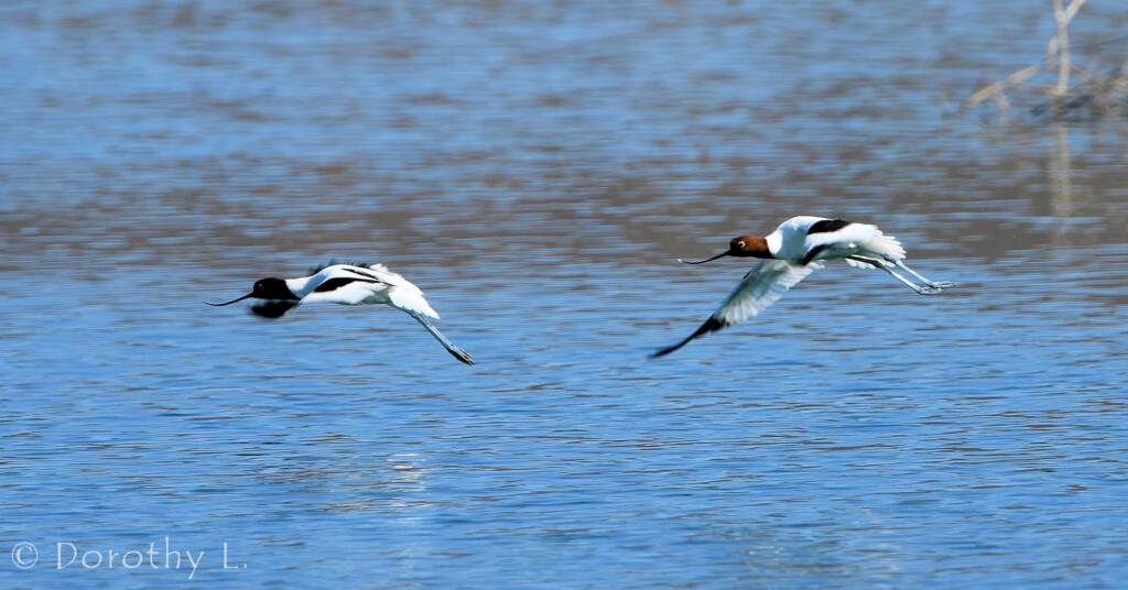 Red-necked Avocet (Recurvirostra novaehollandiae)