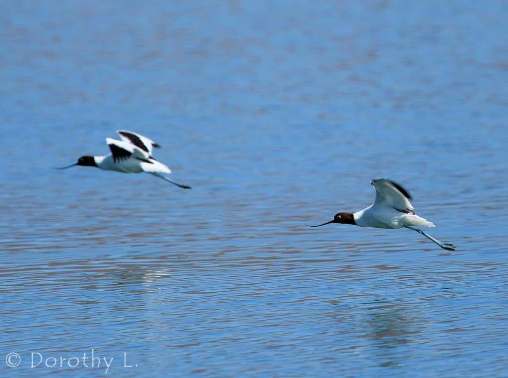 Red-necked Avocet (Recurvirostra novaehollandiae)