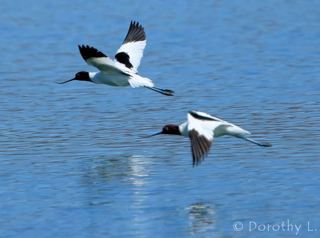 Red-necked Avocets (Recurvirostra novaehollandiae)