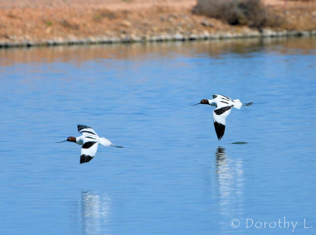 Red-necked Avocets (Recurvirostra novaehollandiae)