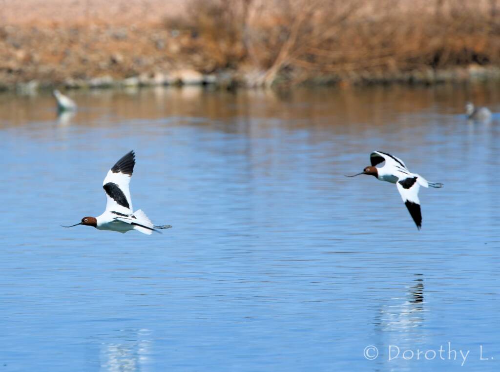 Red-necked Avocets (Recurvirostra novaehollandiae)