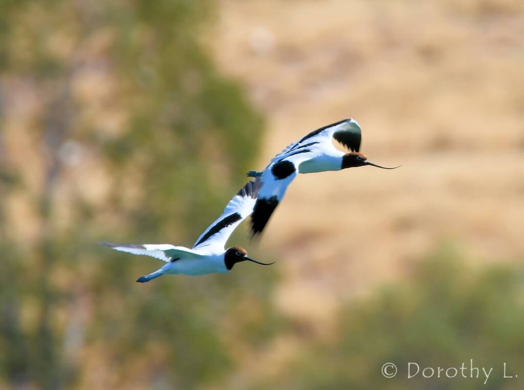 Red-necked Avocets (Recurvirostra novaehollandiae)