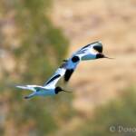 Red-necked Avocets (Recurvirostra novaehollandiae)