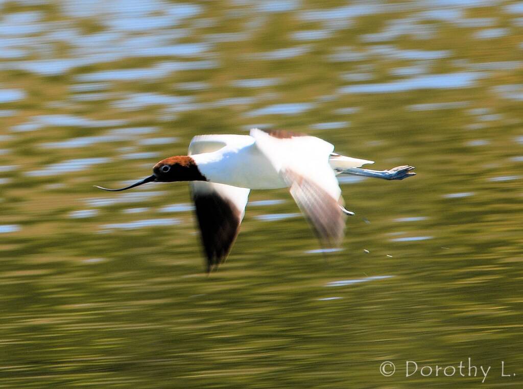 Red-necked Avocet (Recurvirostra novaehollandiae)