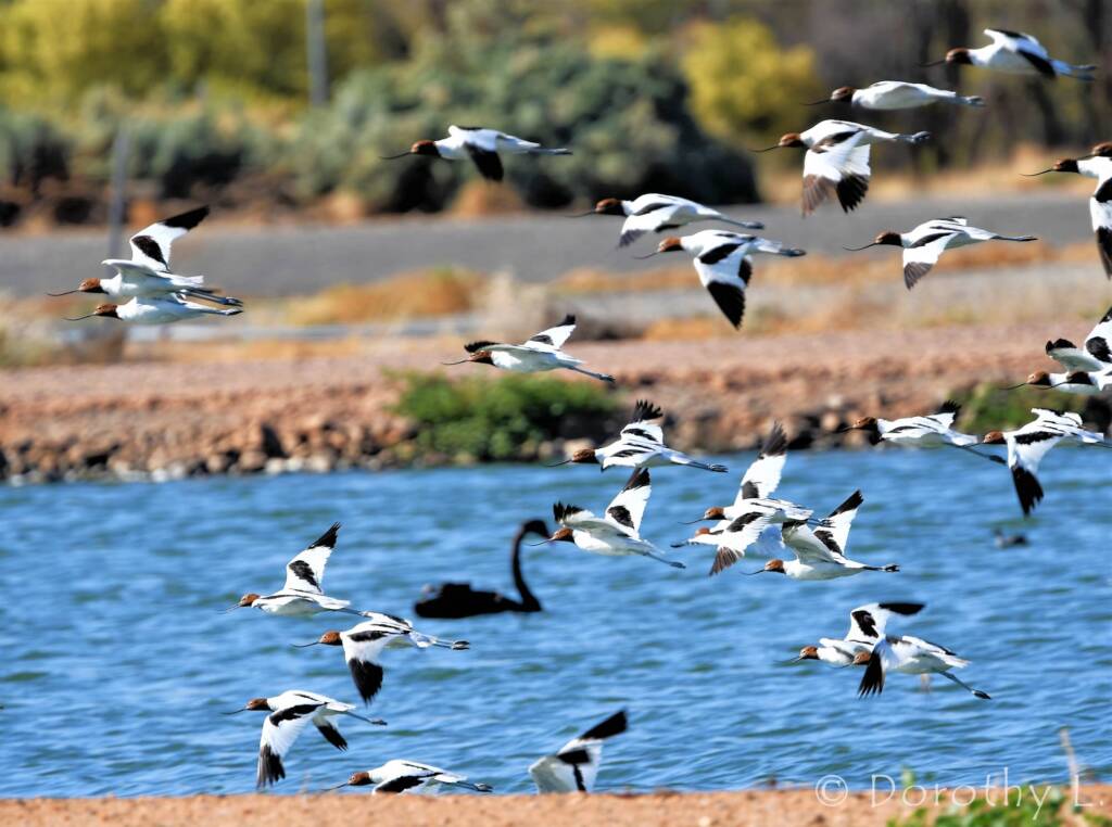 Red-necked Avocets (Recurvirostra novaehollandiae)