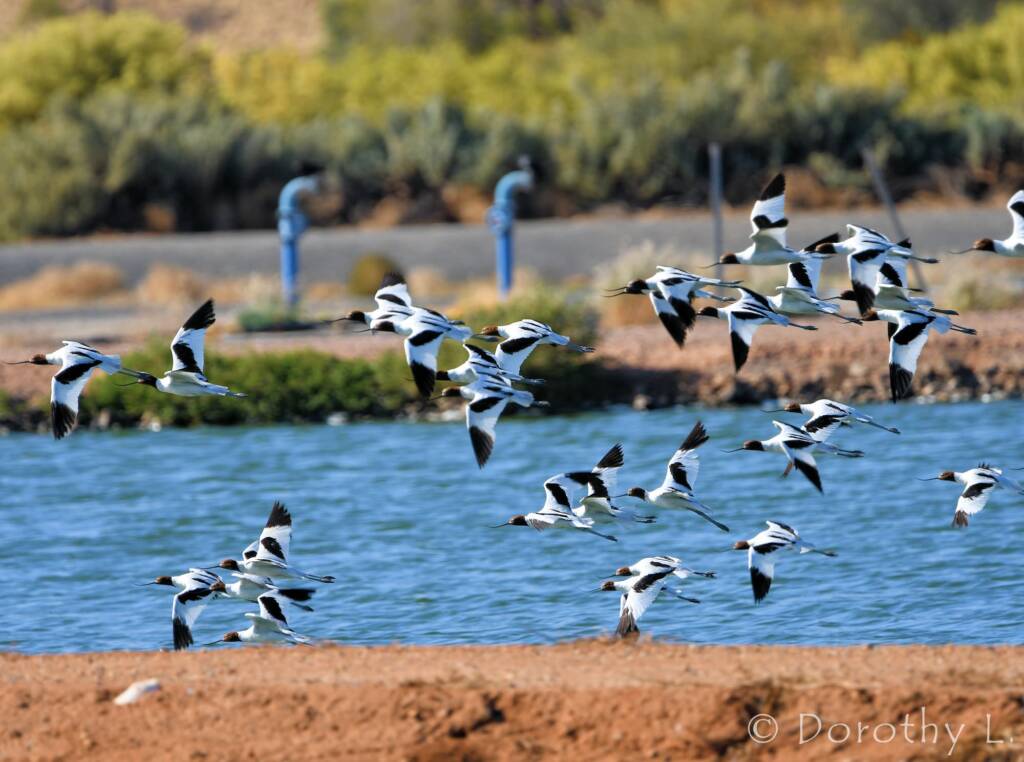 Red-necked Avocets (Recurvirostra novaehollandiae)